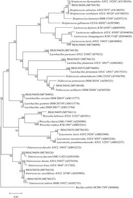 Bacterial Microbiota and Metabolic Character of Traditional Sour Cream and Butter in Buryatia, Russia